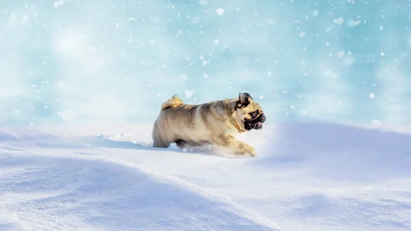 Small Pug Dog Runs Meadow Snow Winter Puppy Outdoor — Stock Photo, Image