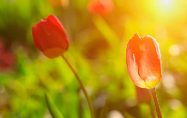 elma çiçeği düşürür güneş ışığı güneşli bahar gününde