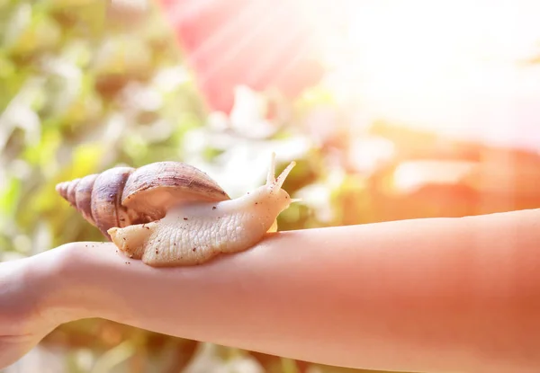 Procedimiento Cosmetológico Mujer Con Caracol Ahatin Mano Salón Belleza — Foto de Stock