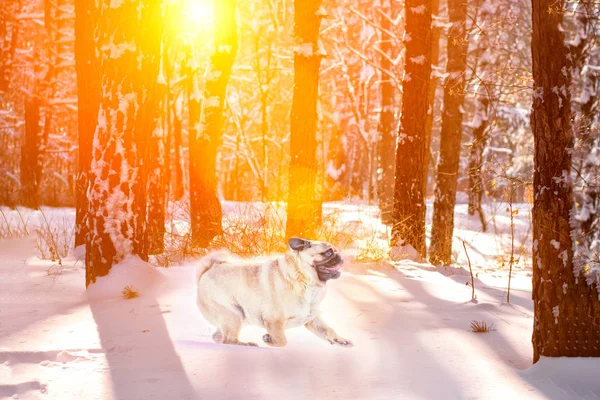 pug dog play on the snow in winter outdoors in the forest at sunset.