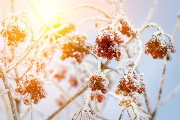 Bacche Rosse Sotto Neve Neve Sfondo Biancospino Cenere Montagna — Foto Stock