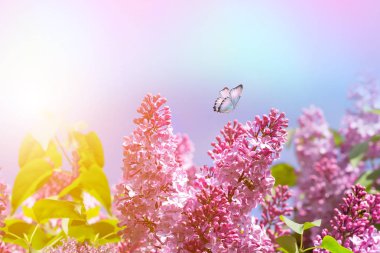 Lila çalılar makro pembe arka plan mavi gökyüzü güneş ışığı ve uçan bir kelebek üzerinde yaz baharda çiçeklenme, doğa görüntülemek.