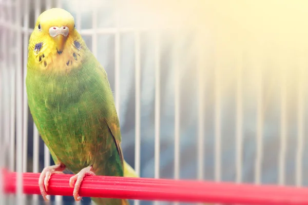 Loro Ondulado Sienta Jaula —  Fotos de Stock