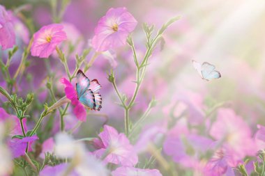 Bahar vahşi çayır yonca çiçek, mor ve altın renkleri, makro, yumuşak odak. Çiçekler güneşin kopya alanı ile kızdırma. Bahar doğa çiçek romantik sihirli sanatsal görüntü