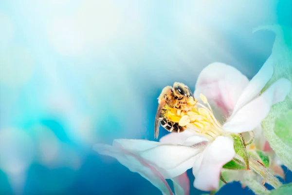 Bee on white flower close up macro while collecting pollen on orange blurred background, banner for website. Spring. Panorama. Blurred space for your text.
