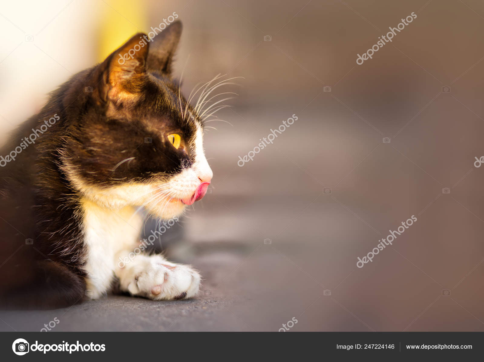 Petit Chat Ont Thai Race Perverse Mignon Amical Image Libre De Droit Par Scherbinator C