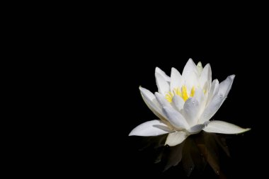 Nilüfer çiçeği siyah arkaplanda izole edilmiş