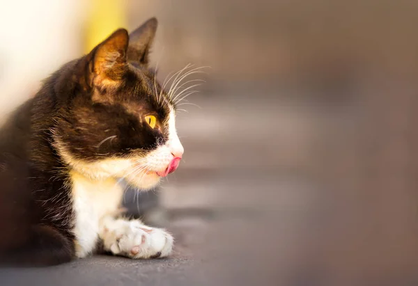 Kleine Katze Haben Thailändische Rasse Pervers Niedlich Und Freundlich — Stockfoto