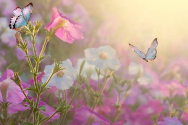 Bahar vahşi çayır yonca çiçek, mor ve altın renkleri, makro, yumuşak odak. Çiçekler güneşin kopya alanı ile kızdırma. Bahar doğa çiçek romantik sihirli sanatsal görüntü