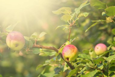 Kırmızı elma yaygındır ama yaygın olarak dünyanın her yerinden insanlar tarafından kabul edilir. Shimla, Himachal Pradesh yetiştirilen