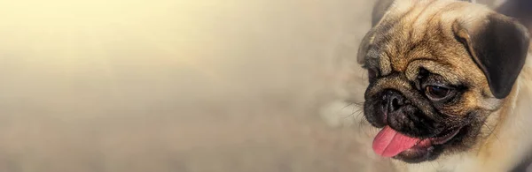 Портрет Щенка Мопса Чистокровного Изолирован Размытом Фоне Зеленой Травы Баннер — стоковое фото