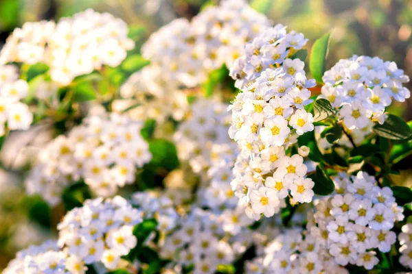 Un sacco di teneri piccoli fiori bianchi, modello di molti fiori, sfondo fiori bianchi , — Foto Stock