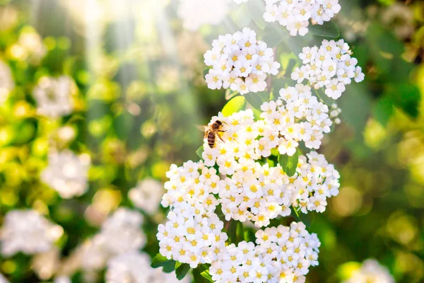 Пчела на белом цветке крупным планом, а на зеленом размытом фоне - баннер для сайта. Весной. Панорама. пространство для вашего текста . — стоковое фото