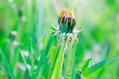 ilkbaharda çayırda sarı karahindiba büyümek