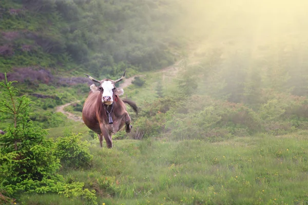Mutlu inek koşu ve yaz dışında istikrarlı çayır atlama — Stok fotoğraf