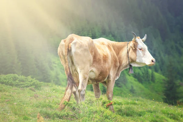 Krowy pasą się na wzgórzach alpejskich w promienie słońca. Malownicze i wspaniały dzień sceny. Lokalizacja miejsce Berner Oberland, Grindelwald, Szwajcaria. Artystyczny obraz. Odkryj świat urody. — Zdjęcie stockowe