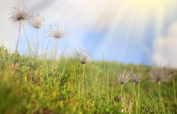 Groene heuvels in de vallei. Zomer landschap — Stockfoto