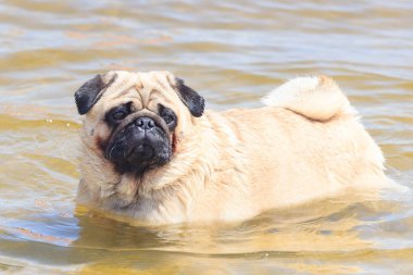 sevimli bir köpek Pug yerel bir halk nehirde yüzmek