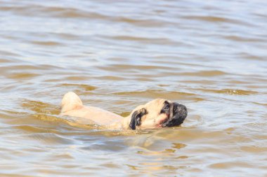 sevimli bir köpek Pug yerel bir halk nehirde yüzmek