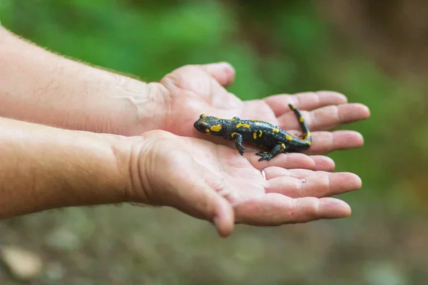 Руки держат жёлто-чёрную саламандру. Карпатская саламандра — стоковое фото