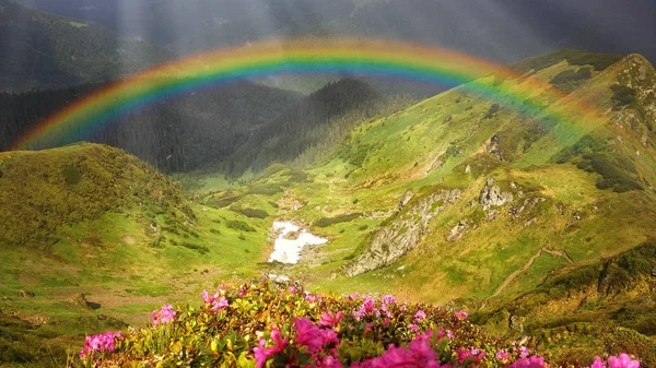 Berglandschap met een regenboog over bloemen — Stockfoto