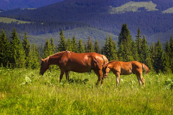 Ló egy mezőn a hegyekben — Stock Fotó