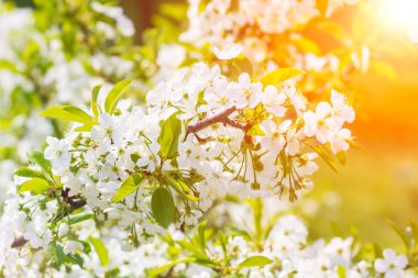 Çiçekli bahar arka planı, yumuşak odaklanma. Çiçek açan kuş kirazlı erik çiçeğinin dalları ilkbaharda açık havada açık havada açık mavi pastel renkte makro renkler..