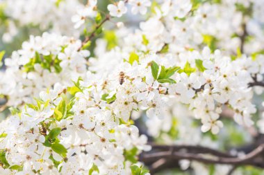 Çiçekli bahar arka planı, yumuşak odaklanma. Çiçek açan kuş kirazlı erik çiçeğinin dalları ilkbaharda açık havada açık havada açık mavi pastel renkte makro renkler..