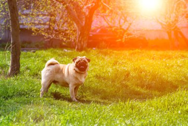 Bahçede yeşil çim üzerinde Pug yakın çekim