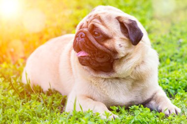 Bahçede yeşil çim üzerinde Pug yakın çekim