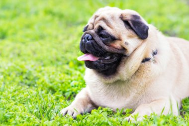 Bahçede yeşil çim üzerinde Pug yakın çekim