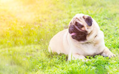 Bahçede yeşil çim üzerinde Pug yakın çekim
