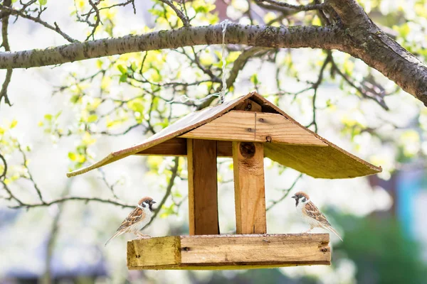 Pájaro salvaje comiendo en la estación de alimentación. primavera. — Foto de Stock