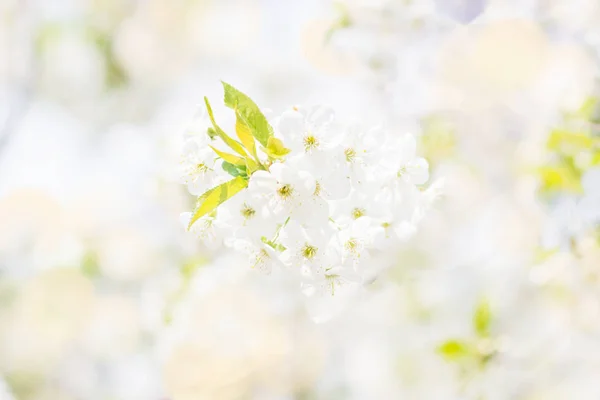 Çiçekli bahar arka planı, yumuşak odaklanma. Çiçek açan kuş kirazlı erik çiçeğinin dalları ilkbaharda açık havada açık havada açık mavi pastel renkte makro renkler.. — Stok fotoğraf