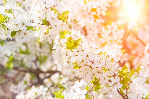 Çiçekli bahar arka planı, yumuşak odaklanma. Çiçek açan kuş kirazlı erik çiçeğinin dalları ilkbaharda açık havada açık havada açık mavi pastel renkte makro renkler..