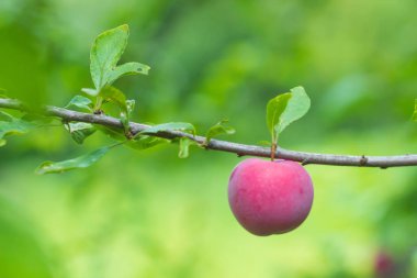 Bahçedeki ağaç dalında lezzetli olgun eriklerin yakın çekimi.