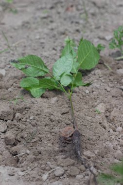 Genç bir cevizin filizlenmesi, arka planda