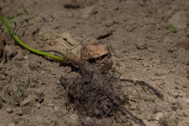Genç bir cevizin filizlenmesi, arka planda