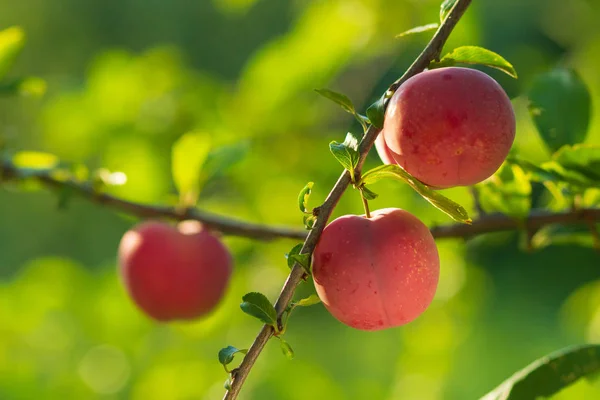 Ciruela con frutas jugosas en la luz del atardecer — Foto de Stock