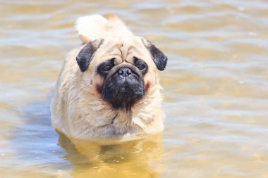 badem pug. Nehir yakınında köpek oyunu