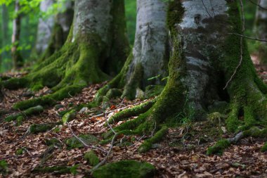 yeşil bir ormanda yosun ve güneş ışığı ile ağaç kökleri