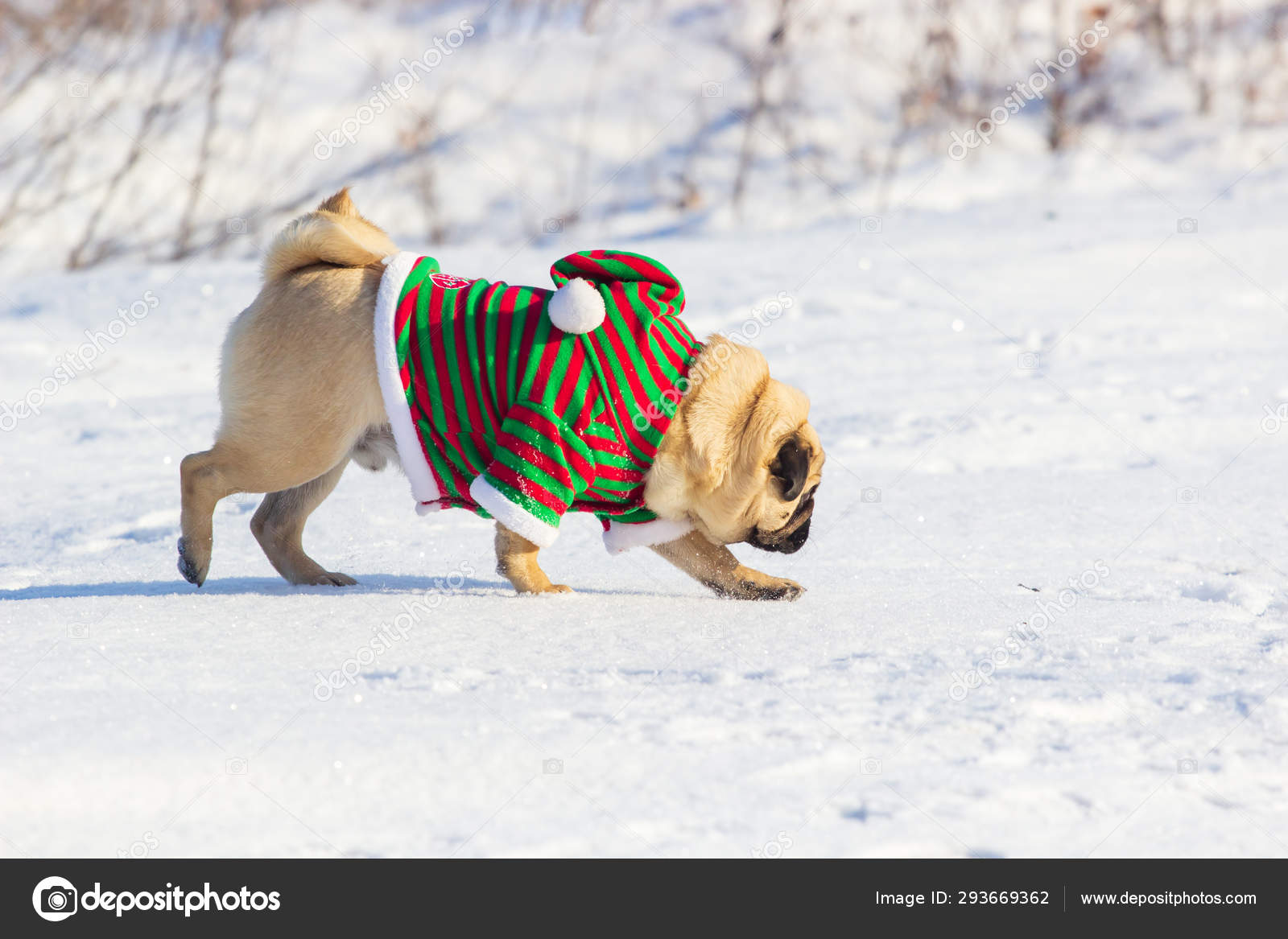 Pug elf costume online