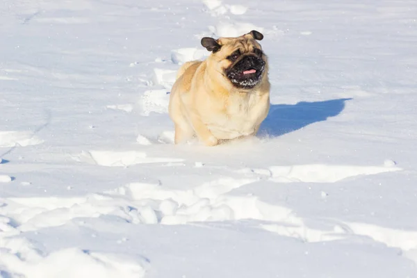 Dog pug is standing in the snow in winter landscape — Stock Photo, Image