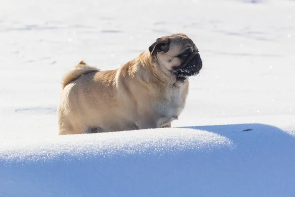 Dog pug is standing in the snow in winter landscape — Stock Photo, Image