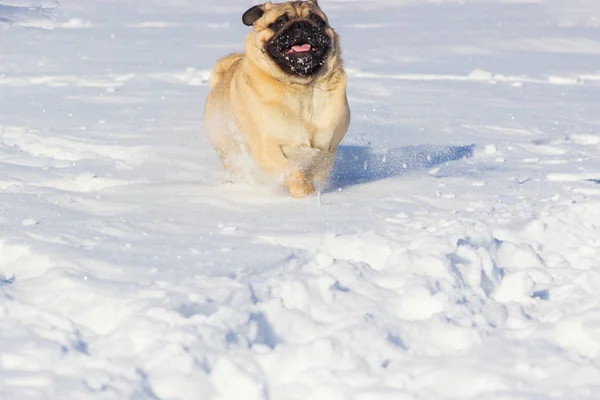 Dog pug is standing in the snow in winter landscape — Stock Photo, Image