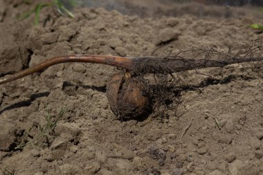Genç bir cevizin filizlenmesi, arka planda