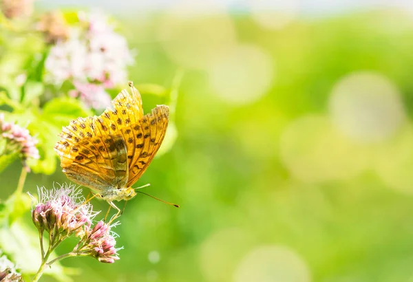 Бабочка крупным планом на цветке — стоковое фото