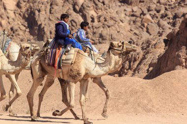 Sharm El Sheikh, Mısır - 24 Ocak, 2018:people Mısır Çölde deve üzerinde seyahat