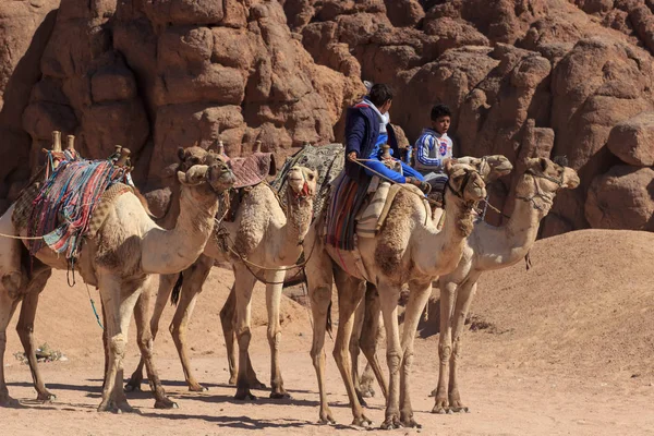 Sharm El Sheikh, Egitto - 24 gennaio 2018: persone che viaggiano su cammelli nel deserto dell'Egitto — Foto Stock