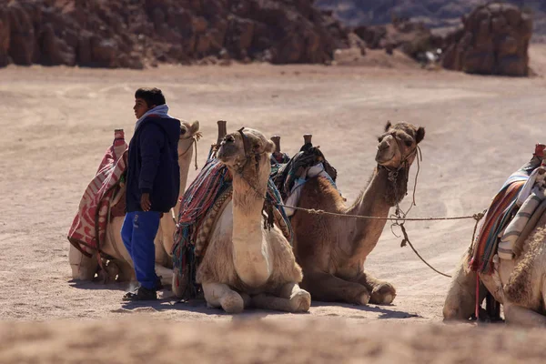 Sharm El Sheikh, Egypt - 24. ledna, 2018:people cestování na velbloudech v Egyptské poušti — Stock fotografie